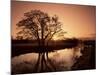 Sunrise Over the River Wey, Send, Surrey, England, United Kingdom-Roy Rainford-Mounted Photographic Print