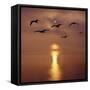 Sunrise over the Sea with Seagulls, UK-Mark Taylor-Framed Stretched Canvas