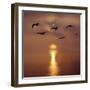 Sunrise over the Sea with Seagulls, UK-Mark Taylor-Framed Photographic Print