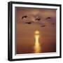 Sunrise over the Sea with Seagulls, UK-Mark Taylor-Framed Photographic Print