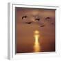 Sunrise over the Sea with Seagulls, UK-Mark Taylor-Framed Photographic Print