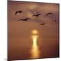 Sunrise over the Sea with Seagulls, UK-Mark Taylor-Mounted Photographic Print