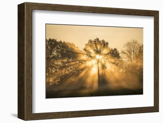 Sunrise over trees, Les Landes, Nouvelle-Aquitaine, France, Europe-Ben Pipe-Framed Photographic Print