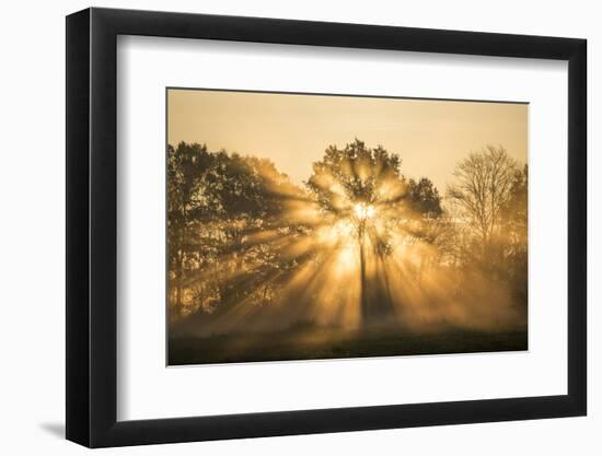 Sunrise over trees, Les Landes, Nouvelle-Aquitaine, France, Europe-Ben Pipe-Framed Photographic Print