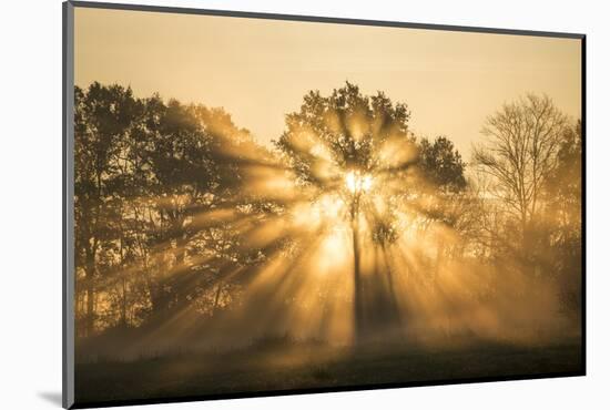 Sunrise over trees, Les Landes, Nouvelle-Aquitaine, France, Europe-Ben Pipe-Mounted Photographic Print