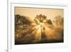 Sunrise over trees, Les Landes, Nouvelle-Aquitaine, France, Europe-Ben Pipe-Framed Photographic Print