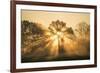 Sunrise over trees, Les Landes, Nouvelle-Aquitaine, France, Europe-Ben Pipe-Framed Photographic Print