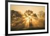 Sunrise over trees, Les Landes, Nouvelle-Aquitaine, France, Europe-Ben Pipe-Framed Photographic Print