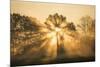 Sunrise over trees, Les Landes, Nouvelle-Aquitaine, France, Europe-Ben Pipe-Mounted Photographic Print