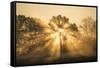 Sunrise over trees, Les Landes, Nouvelle-Aquitaine, France, Europe-Ben Pipe-Framed Stretched Canvas