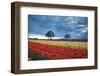 Sunrise over Tulip Field, Wooden Shoe Tulip Farm, Woodburn, Oregon-Craig Tuttle-Framed Photographic Print
