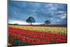 Sunrise over Tulip Field, Wooden Shoe Tulip Farm, Woodburn, Oregon-Craig Tuttle-Mounted Photographic Print