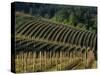 Sunrise over Vineyard in Red Hills above Dundee, Oregon, USA-Janis Miglavs-Stretched Canvas