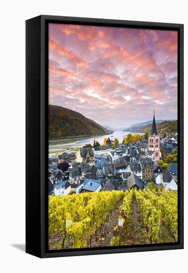 Sunrise over Vineyards, Bacharach, Rhineland-Palatinate, Germany-Matteo Colombo-Framed Stretched Canvas