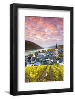 Sunrise over Vineyards, Bacharach, Rhineland-Palatinate, Germany-Matteo Colombo-Framed Photographic Print