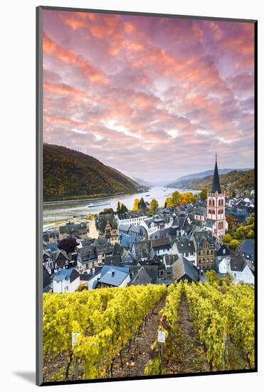 Sunrise over Vineyards, Bacharach, Rhineland-Palatinate, Germany-Matteo Colombo-Mounted Photographic Print