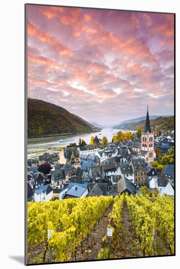 Sunrise over Vineyards, Bacharach, Rhineland-Palatinate, Germany-Matteo Colombo-Mounted Photographic Print