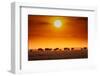 Sunrise parade-Jeffrey C. Sink-Framed Photographic Print