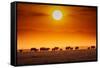 Sunrise parade-Jeffrey C. Sink-Framed Stretched Canvas