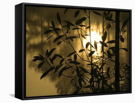 Sunrise Reflected in Pond, Callaway Gardens, Georgia, USA-Nancy Rotenberg-Framed Stretched Canvas