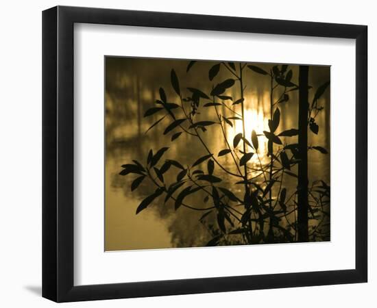 Sunrise Reflected in Pond, Callaway Gardens, Georgia, USA-Nancy Rotenberg-Framed Photographic Print