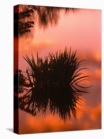 Sunrise Reflection in Swampy Wilderness, Wakodahatchee Preserve, Florida, USA-Jerry Ginsberg-Stretched Canvas