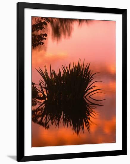 Sunrise Reflection in Swampy Wilderness, Wakodahatchee Preserve, Florida, USA-Jerry Ginsberg-Framed Photographic Print