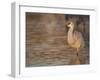 Sunrise, Sandhill cranes Bosque del Apache National Wildlife Refuge, New Mexico-Maresa Pryor-Framed Photographic Print