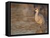 Sunrise, Sandhill cranes Bosque del Apache National Wildlife Refuge, New Mexico-Maresa Pryor-Framed Stretched Canvas