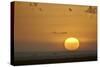 Sunrise, Serengeti National Park, Tanzania, East Africa, Africa-James Hager-Stretched Canvas