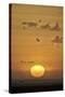 Sunrise, Serengeti National Park, Tanzania, East Africa, Africa-James Hager-Stretched Canvas