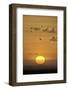 Sunrise, Serengeti National Park, Tanzania, East Africa, Africa-James Hager-Framed Photographic Print