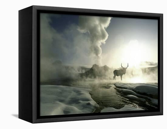 Sunrise Silhouette of Elk at Castle Geyser, Yellowstone National Park, Wyoming, USA-Jim Zuckerman-Framed Stretched Canvas