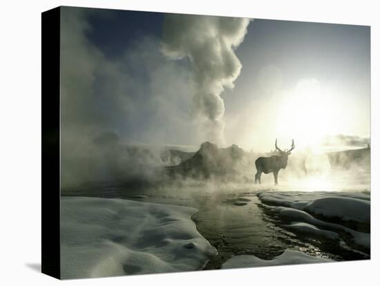 Sunrise Silhouette of Elk at Castle Geyser, Yellowstone National Park, Wyoming, USA-Jim Zuckerman-Stretched Canvas