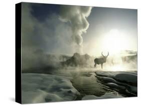 Sunrise Silhouette of Elk at Castle Geyser, Yellowstone National Park, Wyoming, USA-Jim Zuckerman-Stretched Canvas