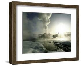 Sunrise Silhouette of Elk at Castle Geyser, Yellowstone National Park, Wyoming, USA-Jim Zuckerman-Framed Photographic Print