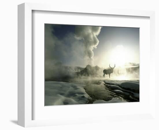 Sunrise Silhouette of Elk at Castle Geyser, Yellowstone National Park, Wyoming, USA-Jim Zuckerman-Framed Photographic Print