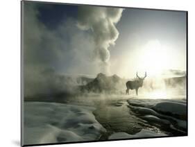 Sunrise Silhouette of Elk at Castle Geyser, Yellowstone National Park, Wyoming, USA-Jim Zuckerman-Mounted Photographic Print