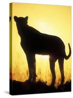 Sunrise Silhouettes Cheetah, Masai Mara Game Reserve, Kenya-Paul Souders-Stretched Canvas