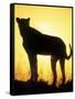 Sunrise Silhouettes Cheetah, Masai Mara Game Reserve, Kenya-Paul Souders-Framed Stretched Canvas