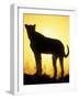 Sunrise Silhouettes Cheetah, Masai Mara Game Reserve, Kenya-Paul Souders-Framed Photographic Print