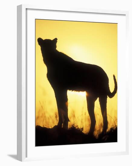 Sunrise Silhouettes Cheetah, Masai Mara Game Reserve, Kenya-Paul Souders-Framed Photographic Print