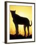 Sunrise Silhouettes Cheetah, Masai Mara Game Reserve, Kenya-Paul Souders-Framed Photographic Print