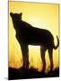 Sunrise Silhouettes Cheetah, Masai Mara Game Reserve, Kenya-Paul Souders-Mounted Photographic Print