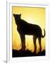 Sunrise Silhouettes Cheetah, Masai Mara Game Reserve, Kenya-Paul Souders-Framed Photographic Print