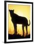 Sunrise Silhouettes Cheetah, Masai Mara Game Reserve, Kenya-Paul Souders-Framed Photographic Print