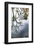 Sunrise Springs, Santa Fe, New Mexico, USA. Tree and water reflection-Jolly Sienda-Framed Photographic Print