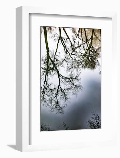 Sunrise Springs, Santa Fe, New Mexico, USA. Tree and water reflection-Jolly Sienda-Framed Photographic Print