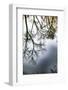 Sunrise Springs, Santa Fe, New Mexico, USA. Tree and water reflection-Jolly Sienda-Framed Photographic Print