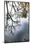 Sunrise Springs, Santa Fe, New Mexico, USA. Tree and water reflection-Jolly Sienda-Mounted Photographic Print